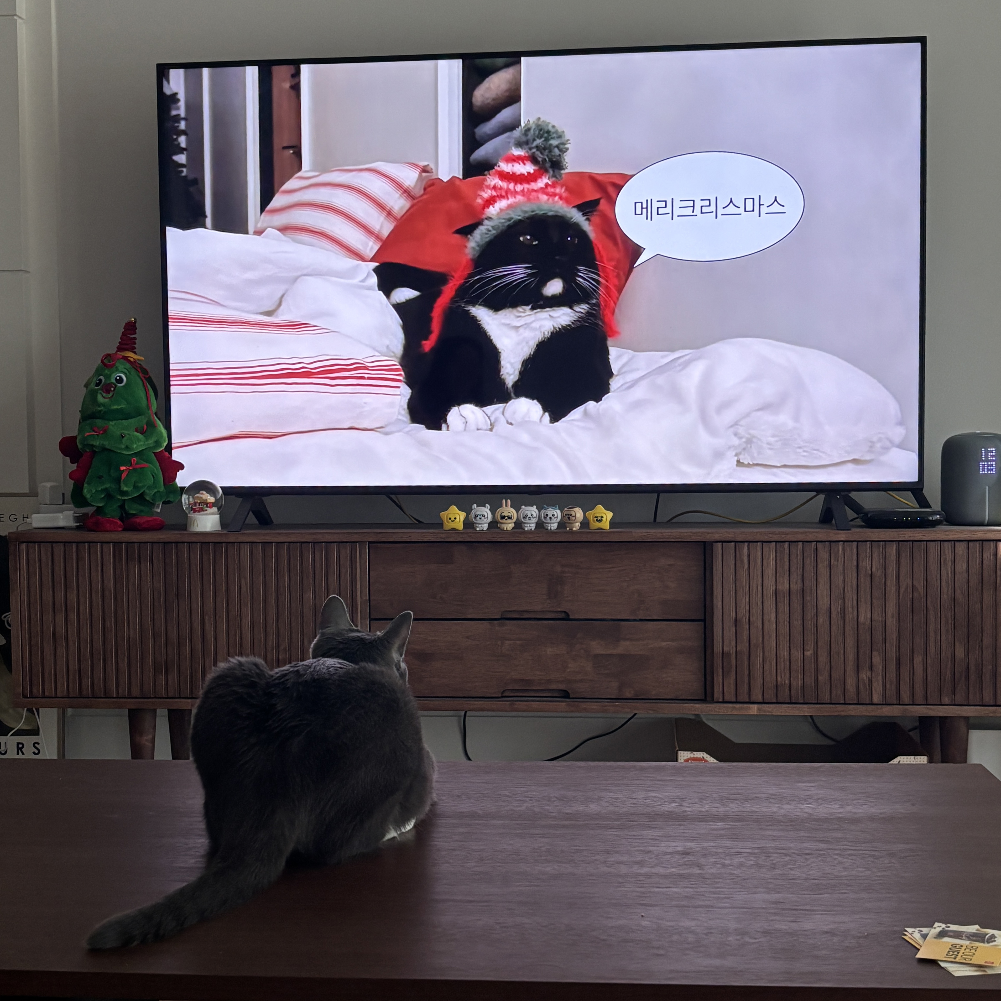 토란이(구 묘미) 입양 1년 후기