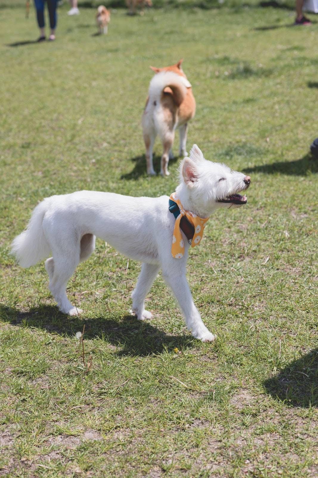 [해외입양] 캐나다 토론에서 전해온 '백이' 소식💌