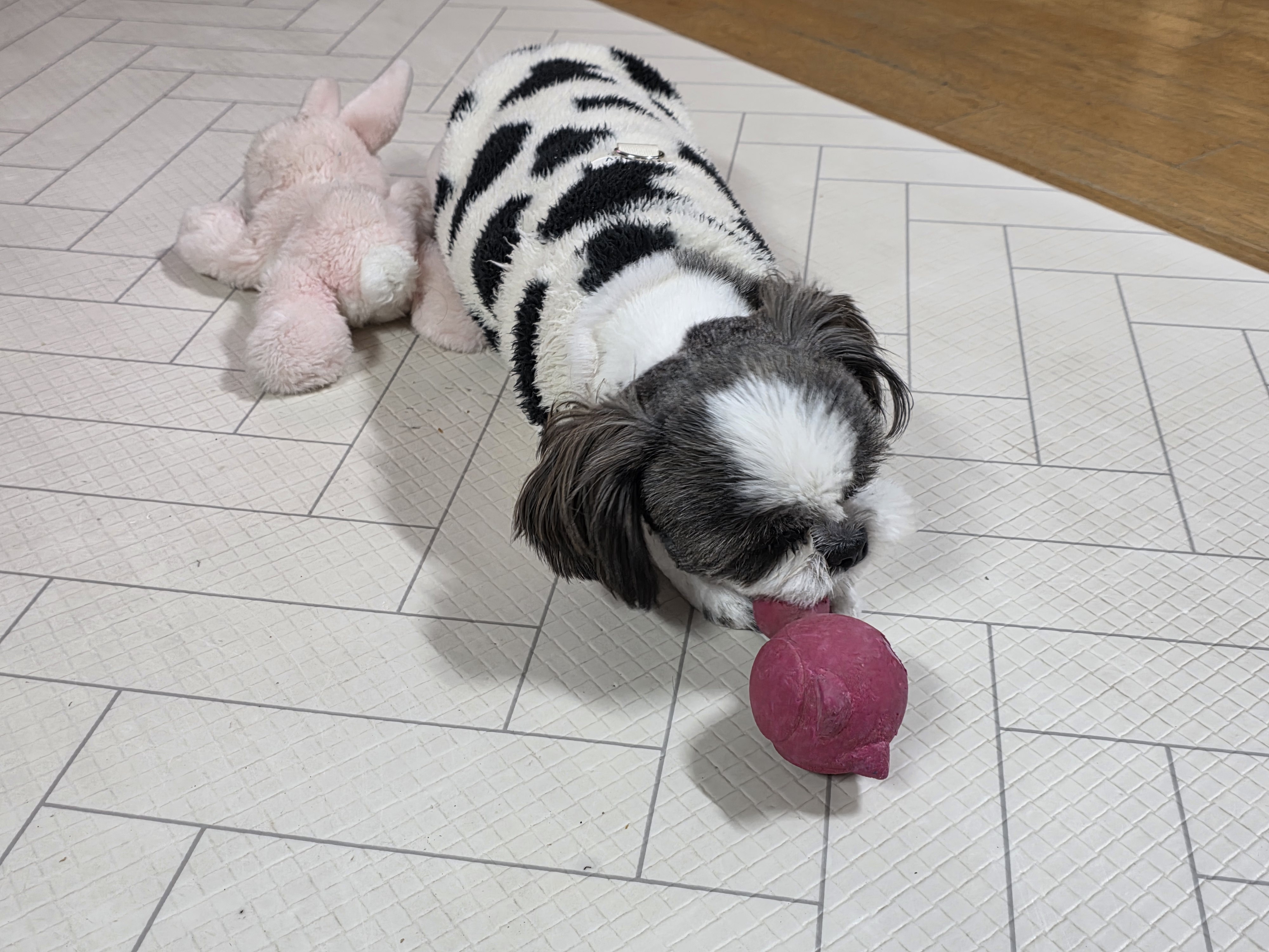 그래(입양 전 달바)의 한 달