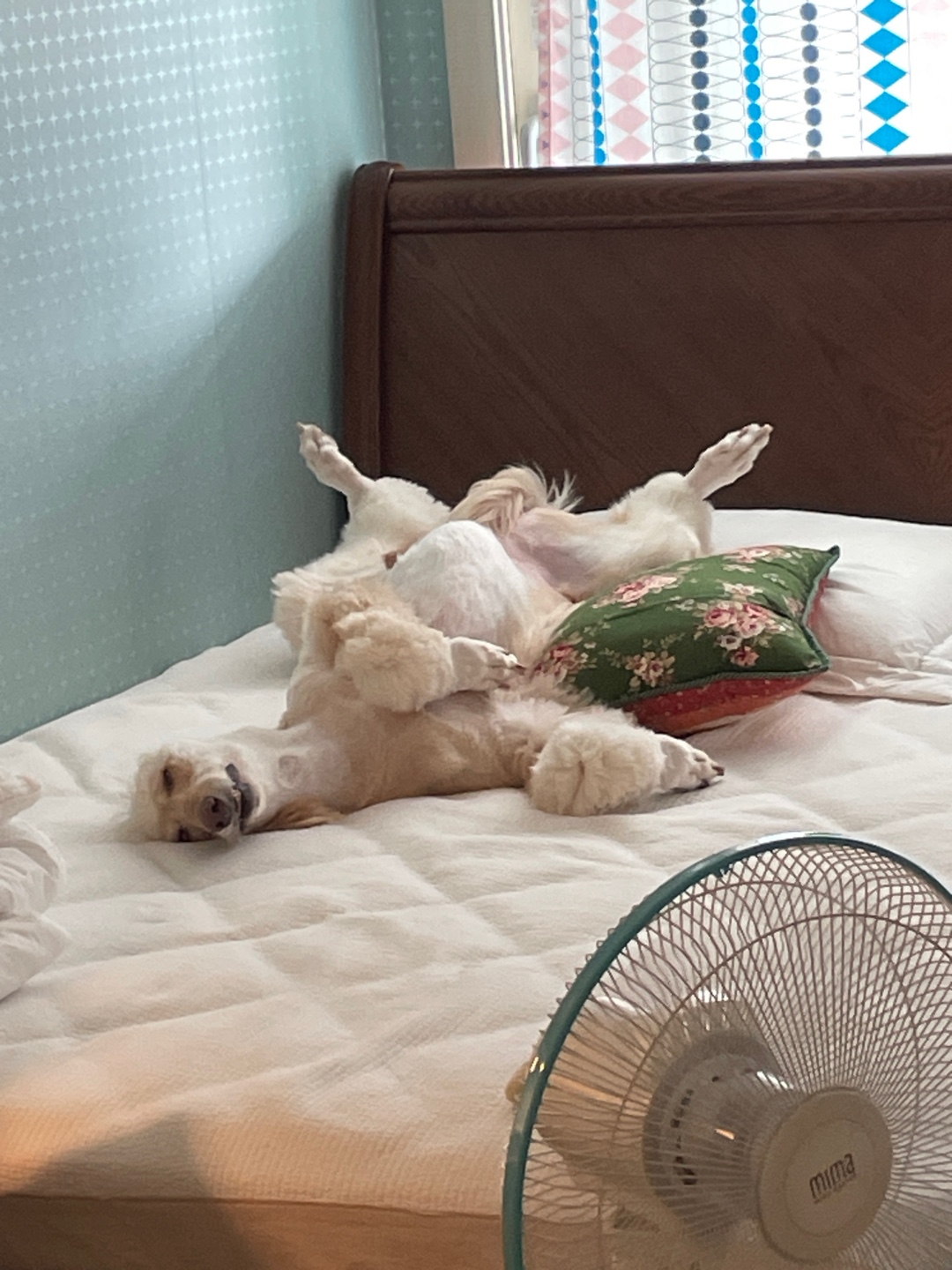 라나 일년 후 이야기