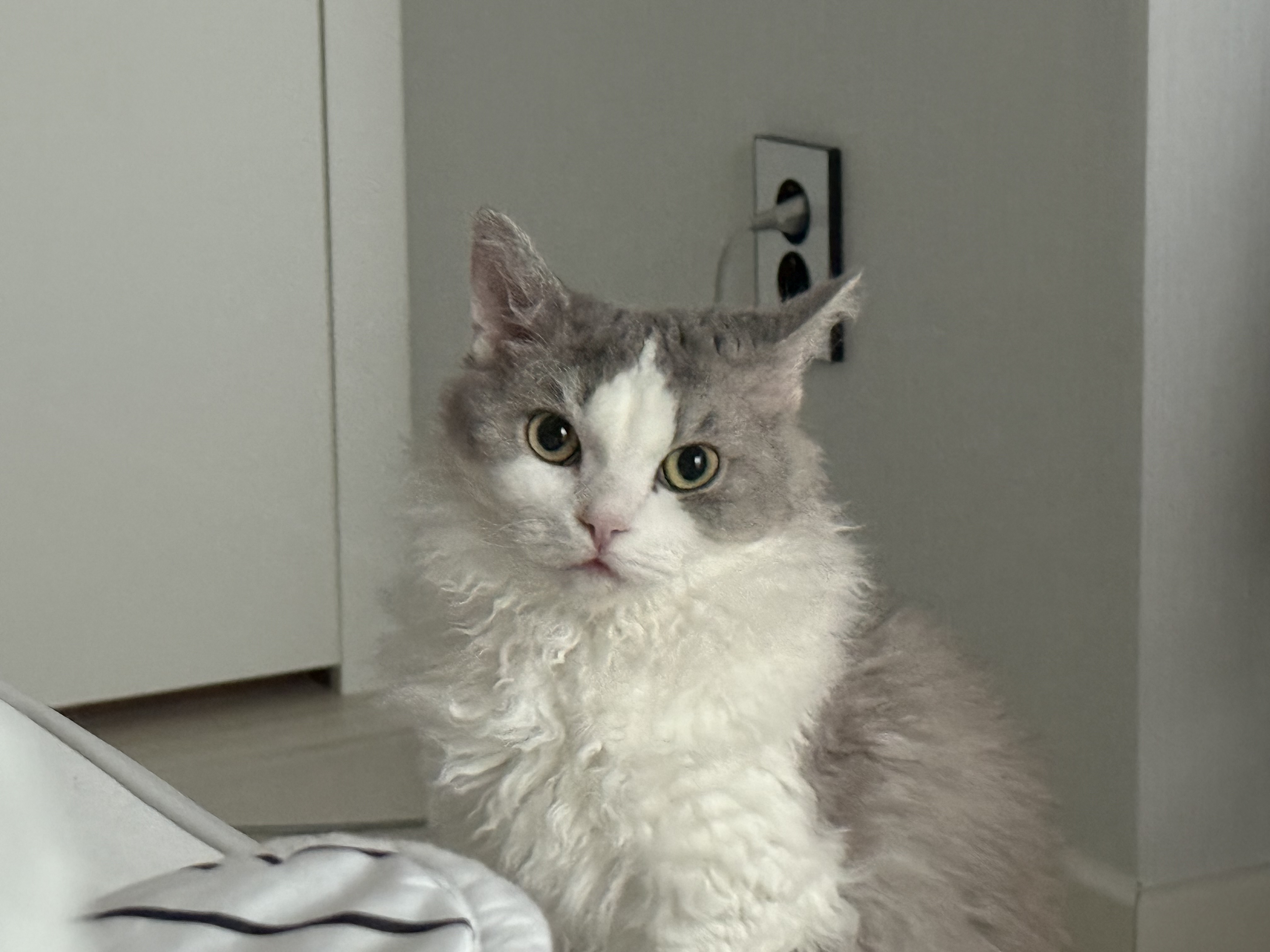 천사냥 단비(울산번식장 구조묘 몽땅이)와 6개월차 동거 후기