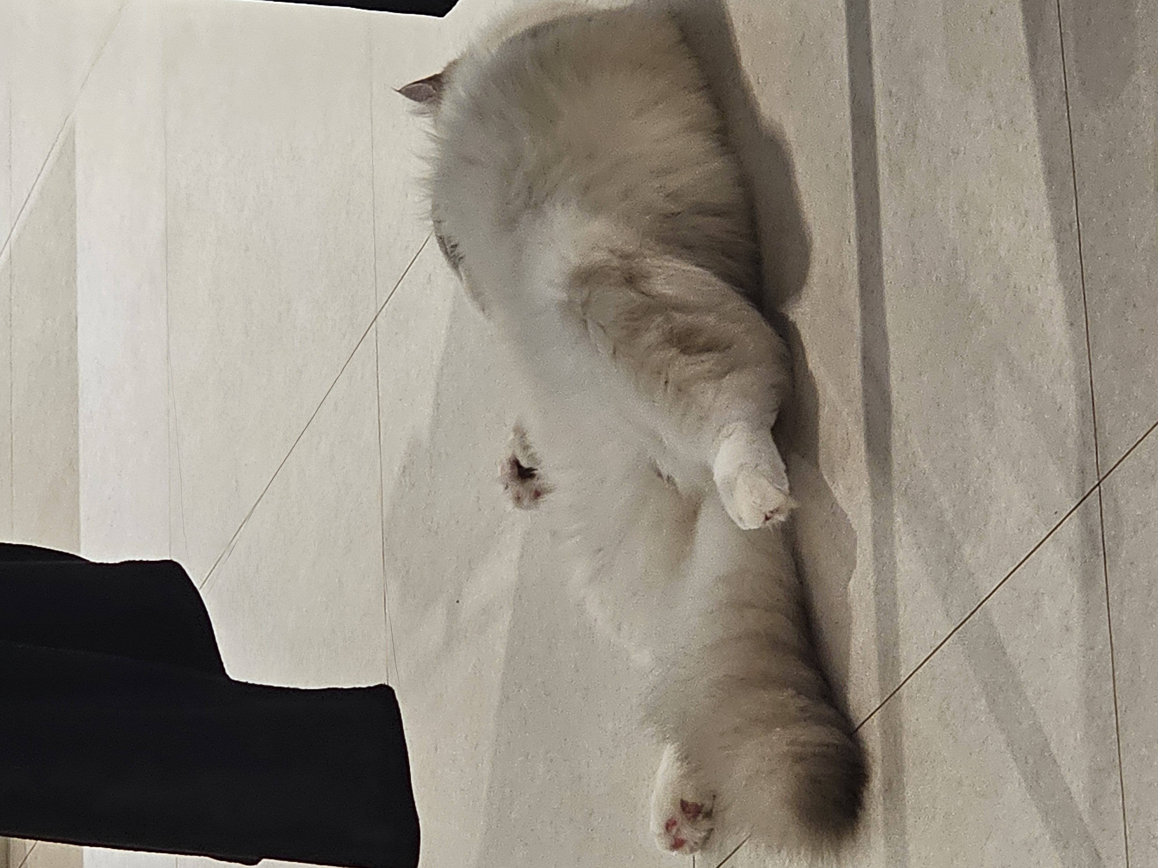 묘생 8개월차 백설기(구 동일) 