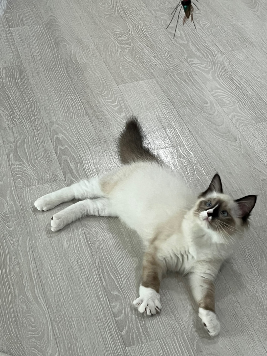 울산구조묘) 산호가 된 동삼이