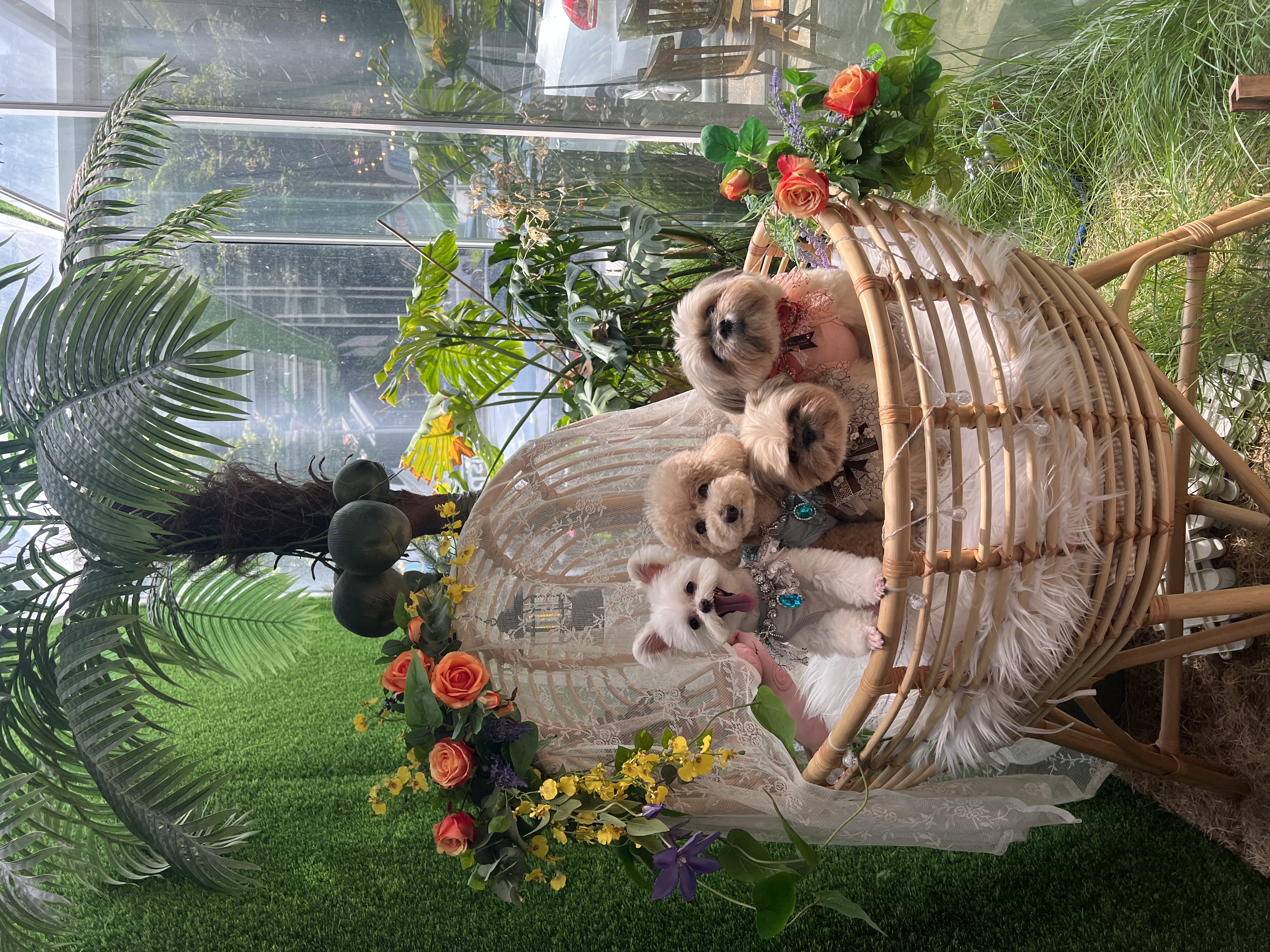 아산 가희->나엘 입양 3주년