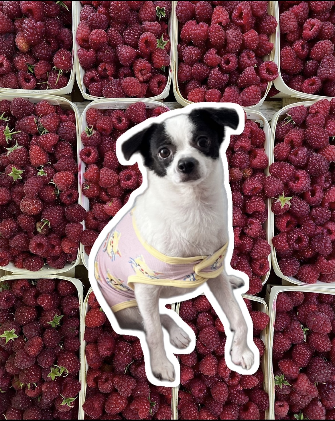 가을이(모뜨) 4살 되었네요~