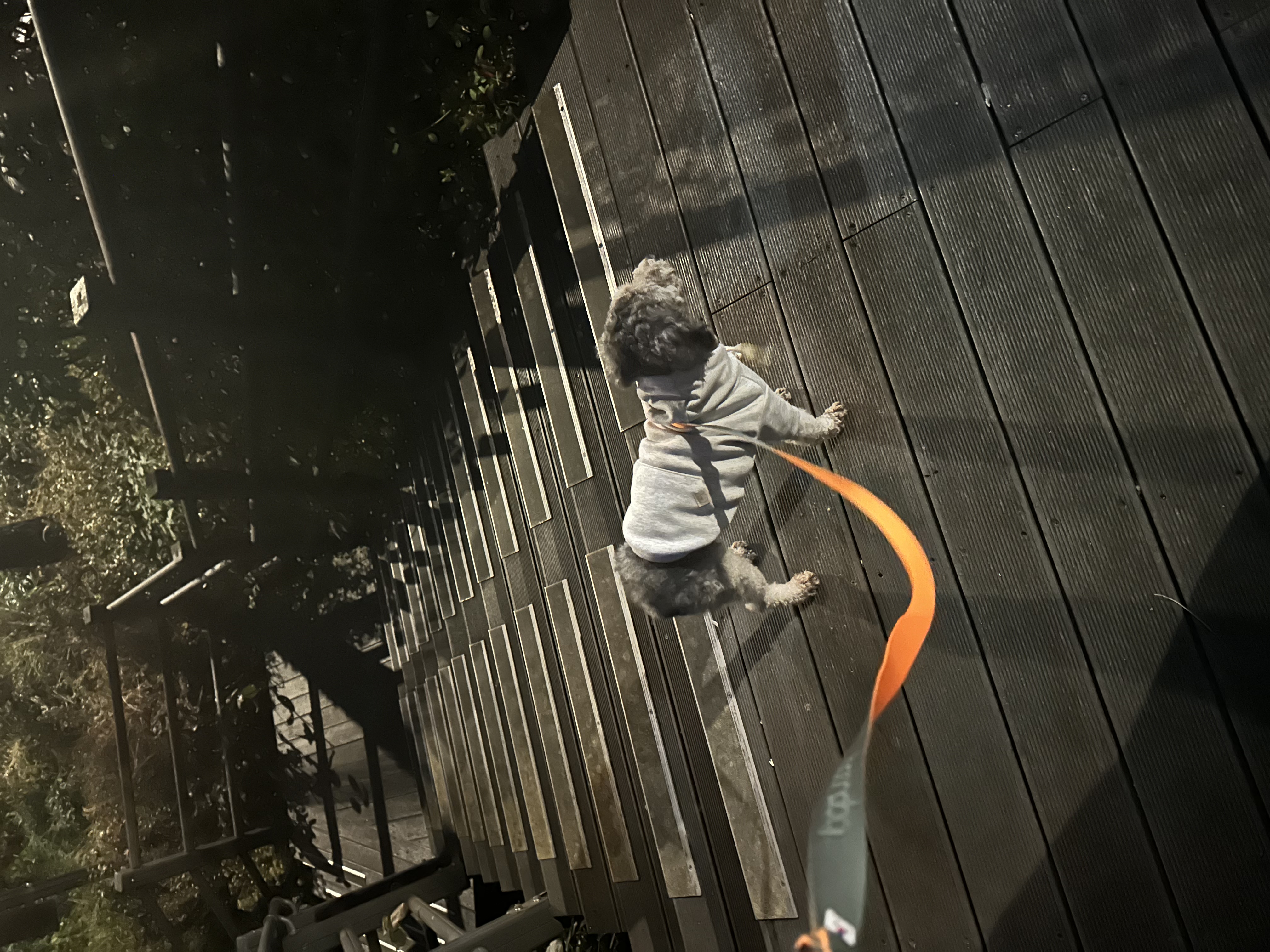 1주일 | 보미의 적응기