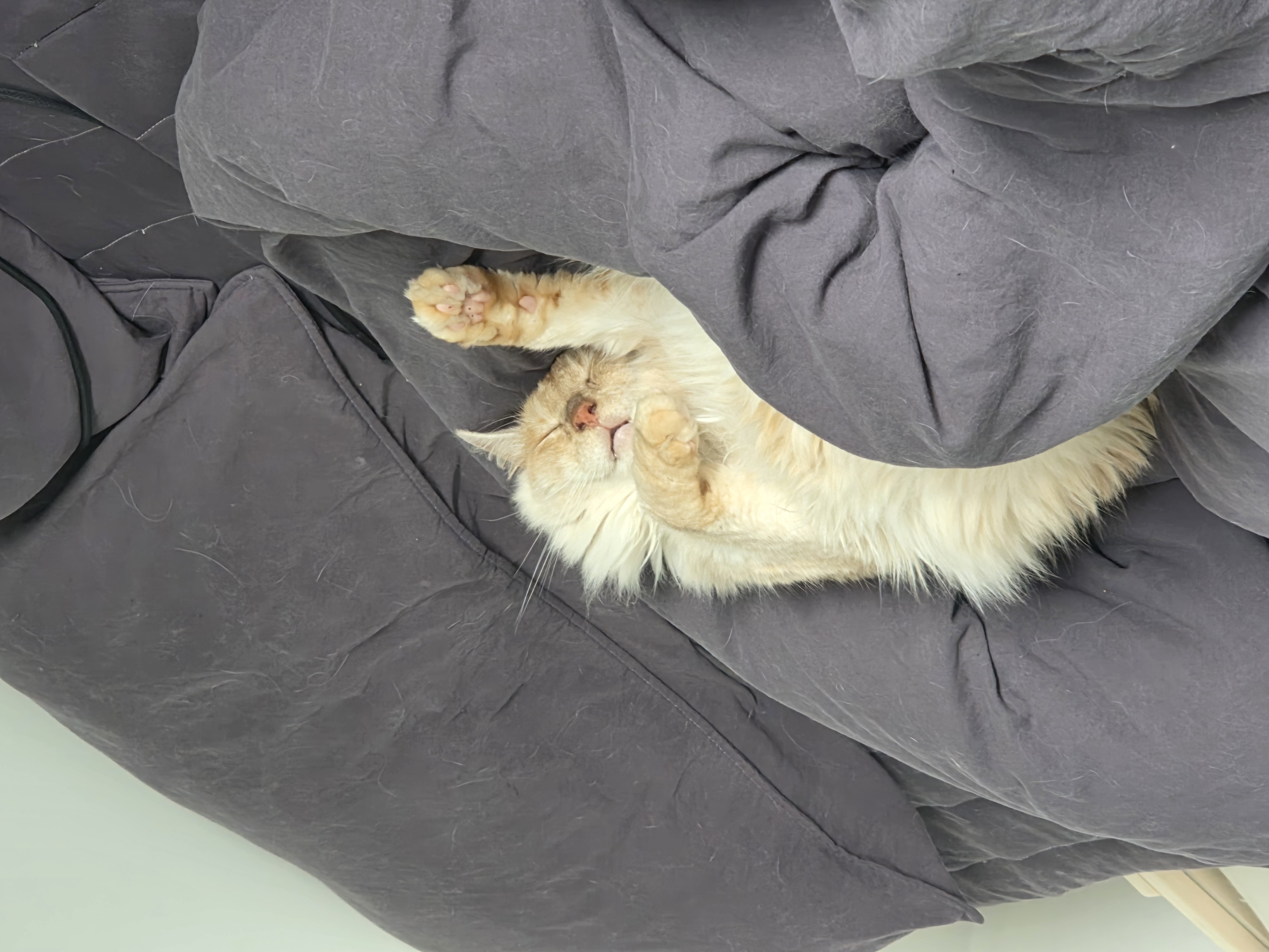 쟈냐깨냐(이순이 모이) 근황