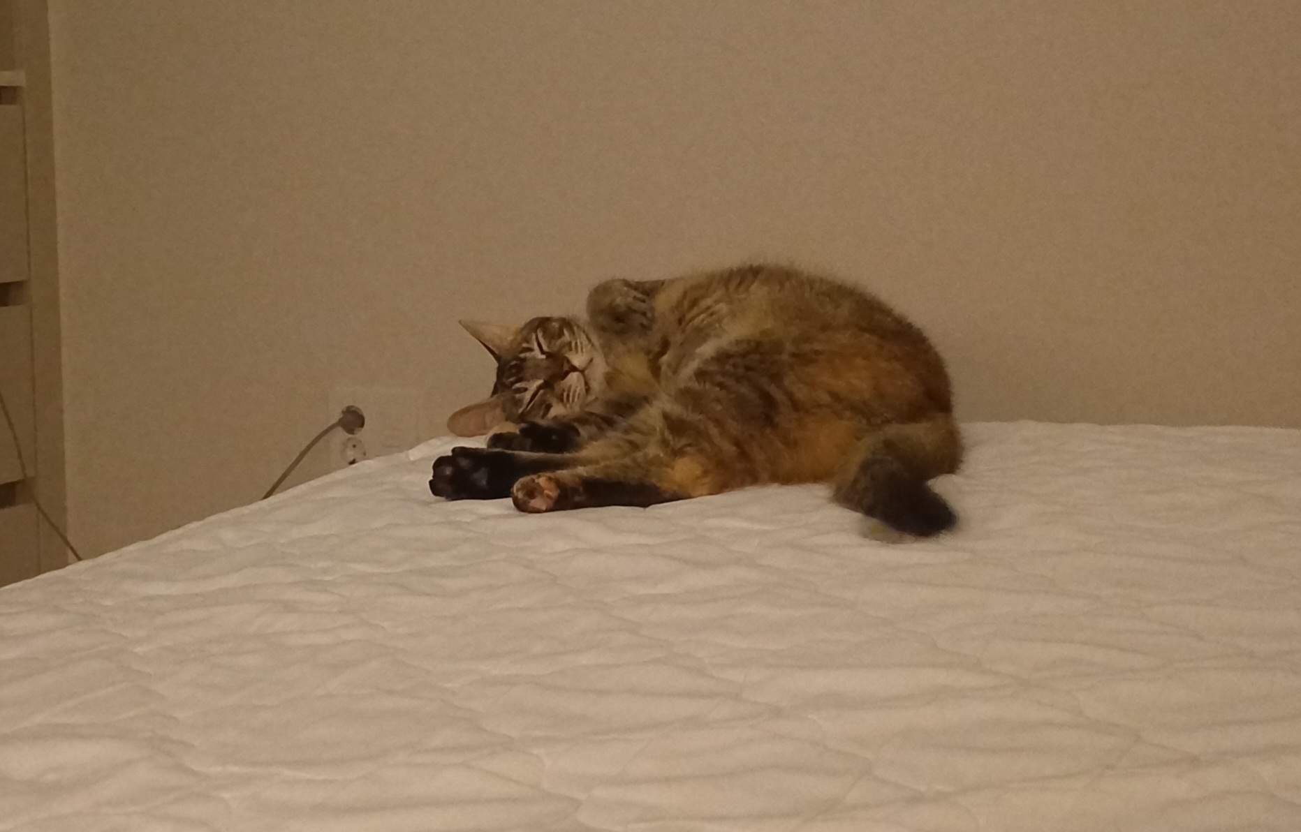 (현)후추 (구)마동이 한달 됐어요!