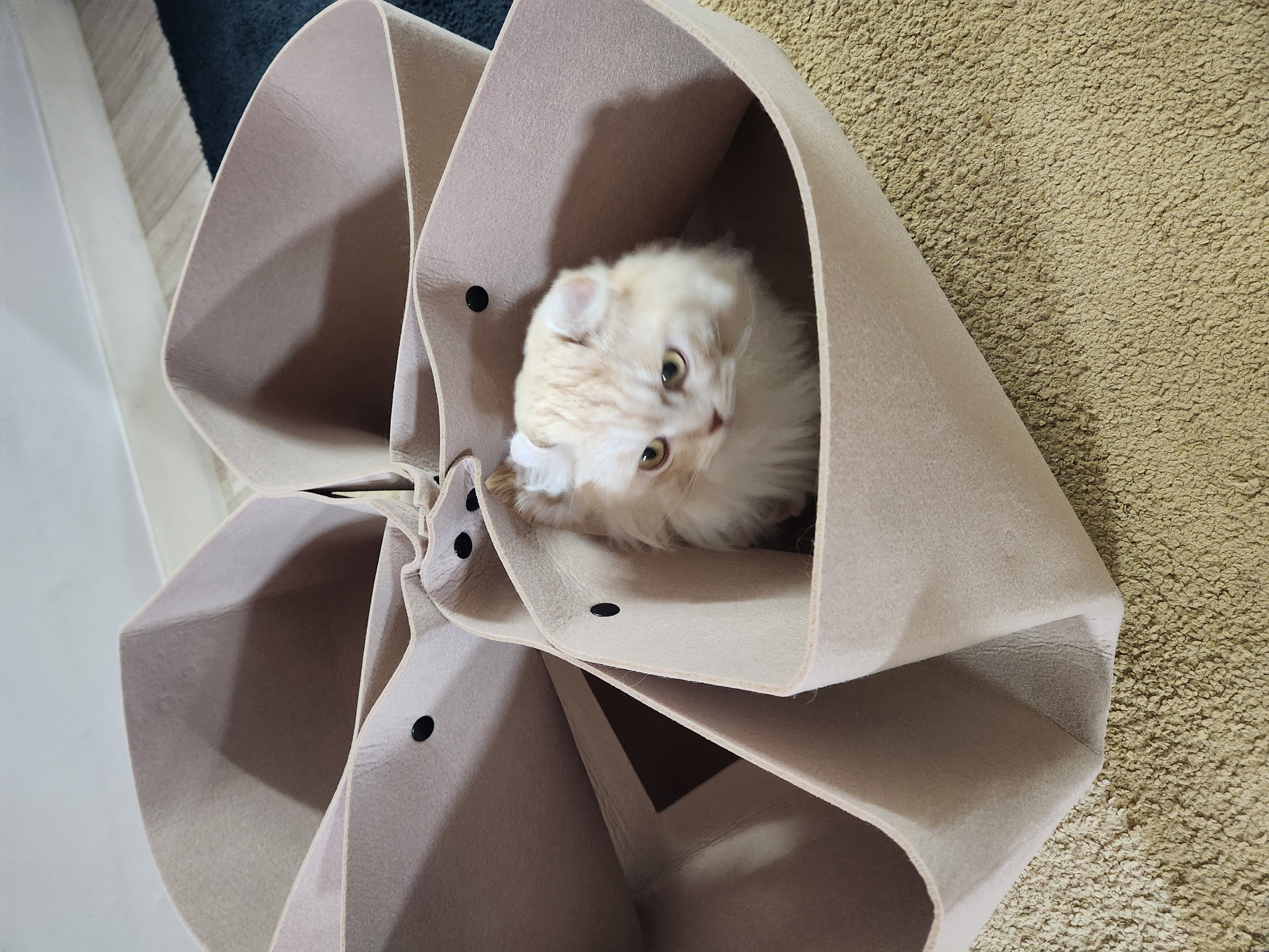 구 먼치 현 르네. 가족 된지 2년이 되었어요!