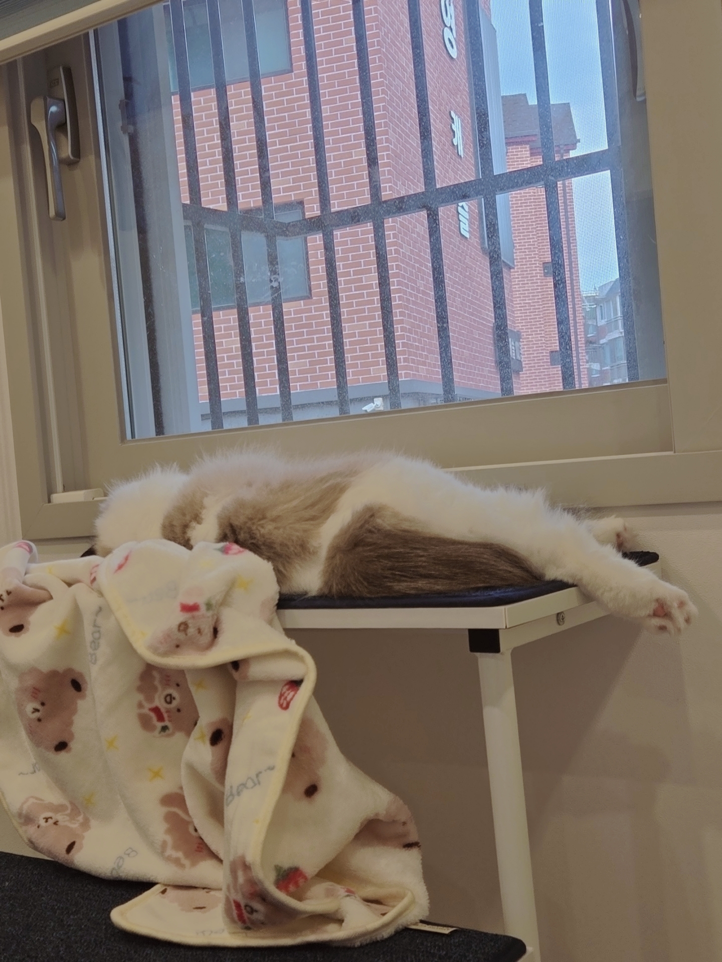 미야오(마시) 입양 : 1주일 차