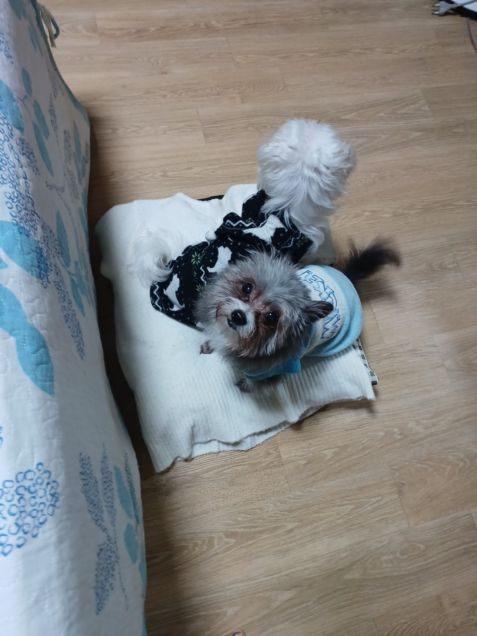 소피 잘지내고 있어요~