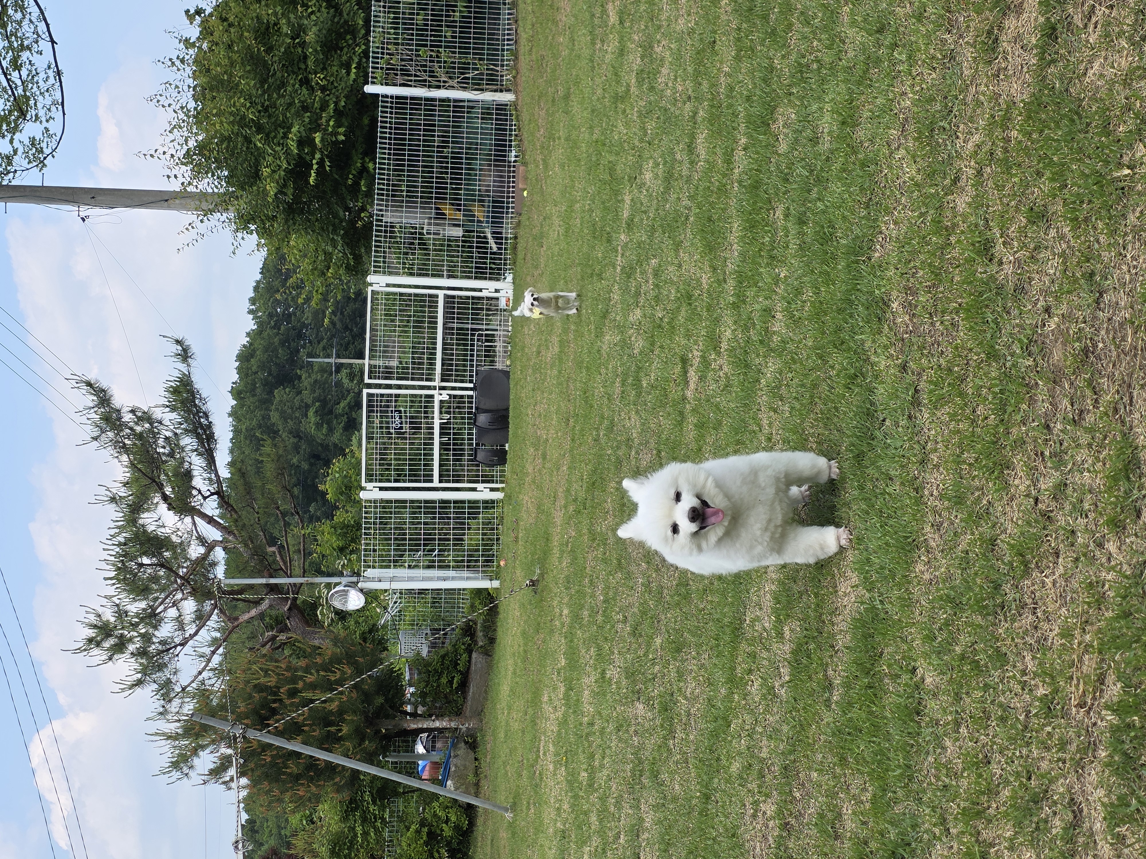단비 (구 곤지암 포동이) 4년 근황