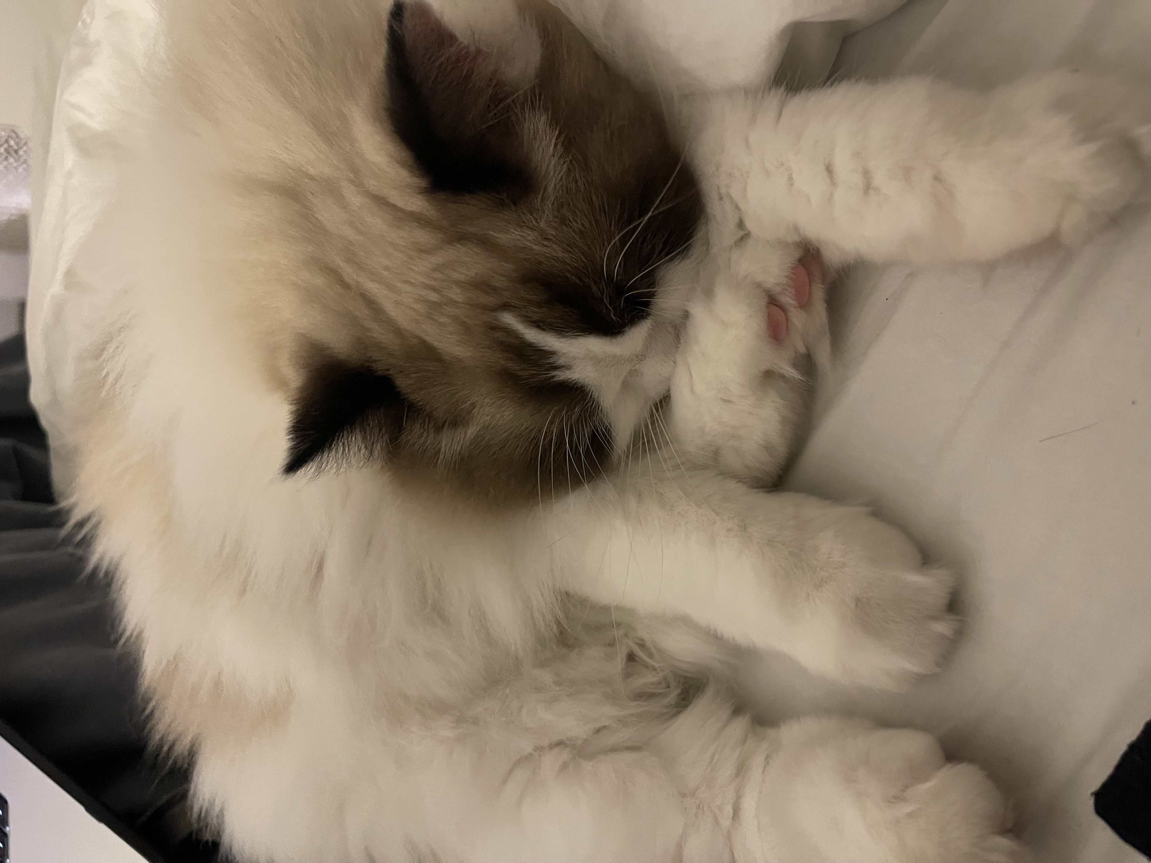 사프론 입양후기 3개월차