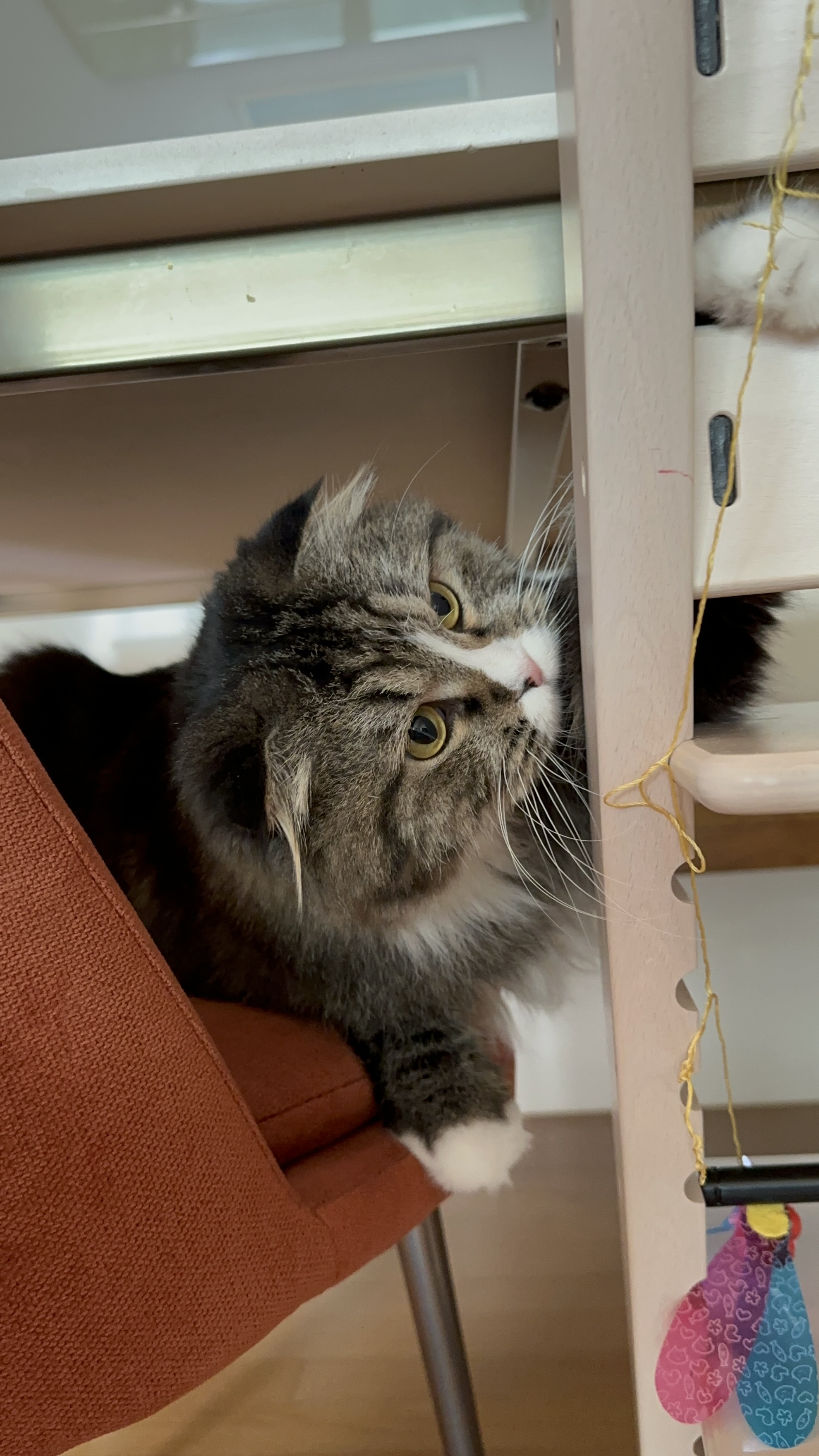 버터(구 맘마) 입양 한달 후기!! 