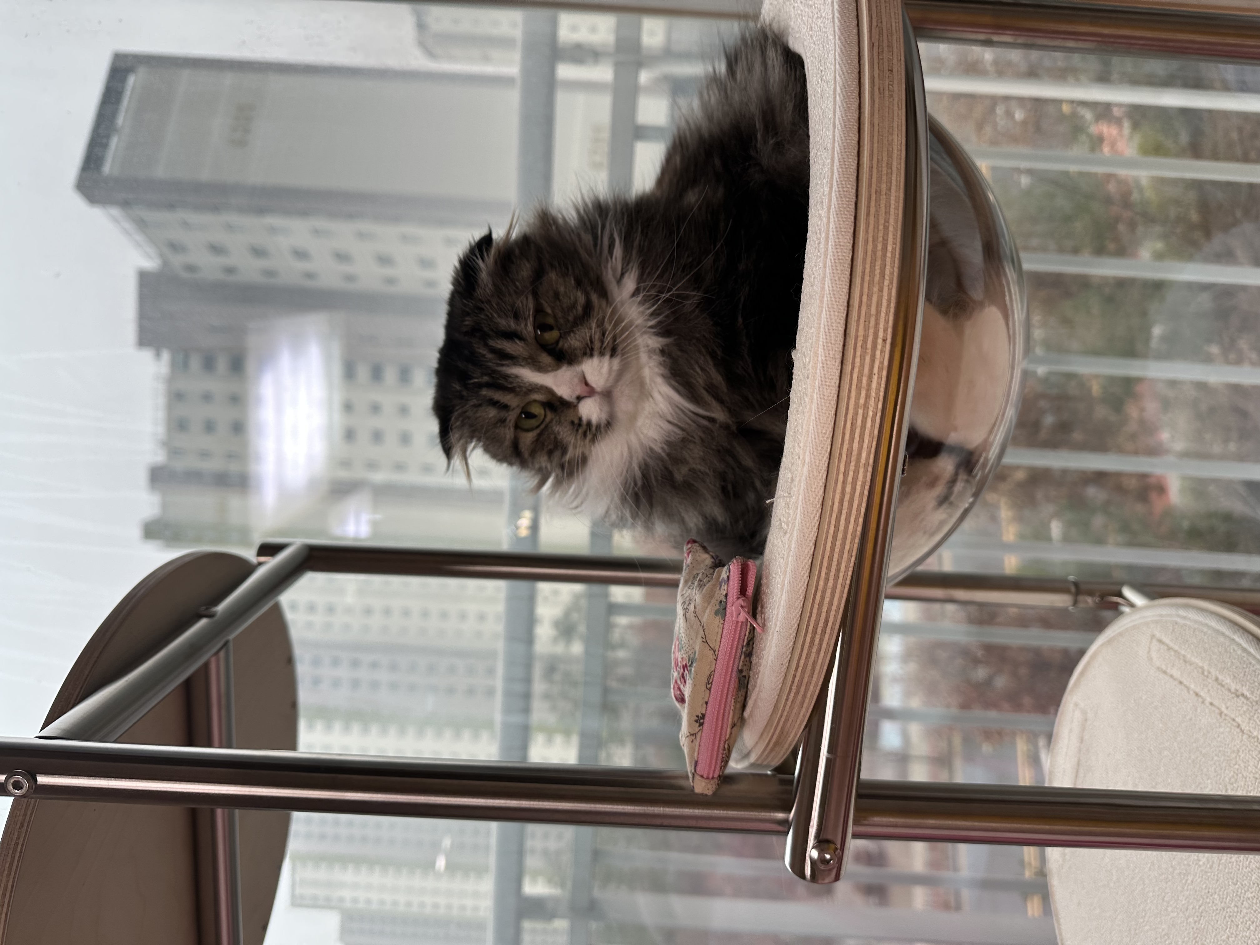 버터 입양 3개월차 후기(늦어서 정말 죄송합니다..)