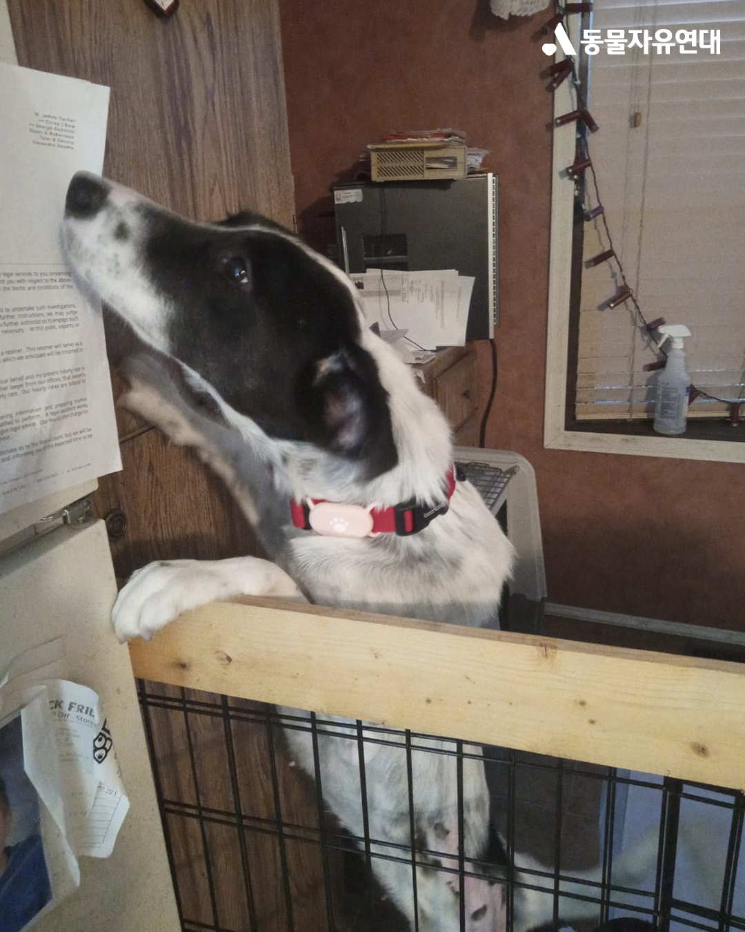 [해외입양] 캐나다 밴쿠버에서 가족을 만난 '록시'