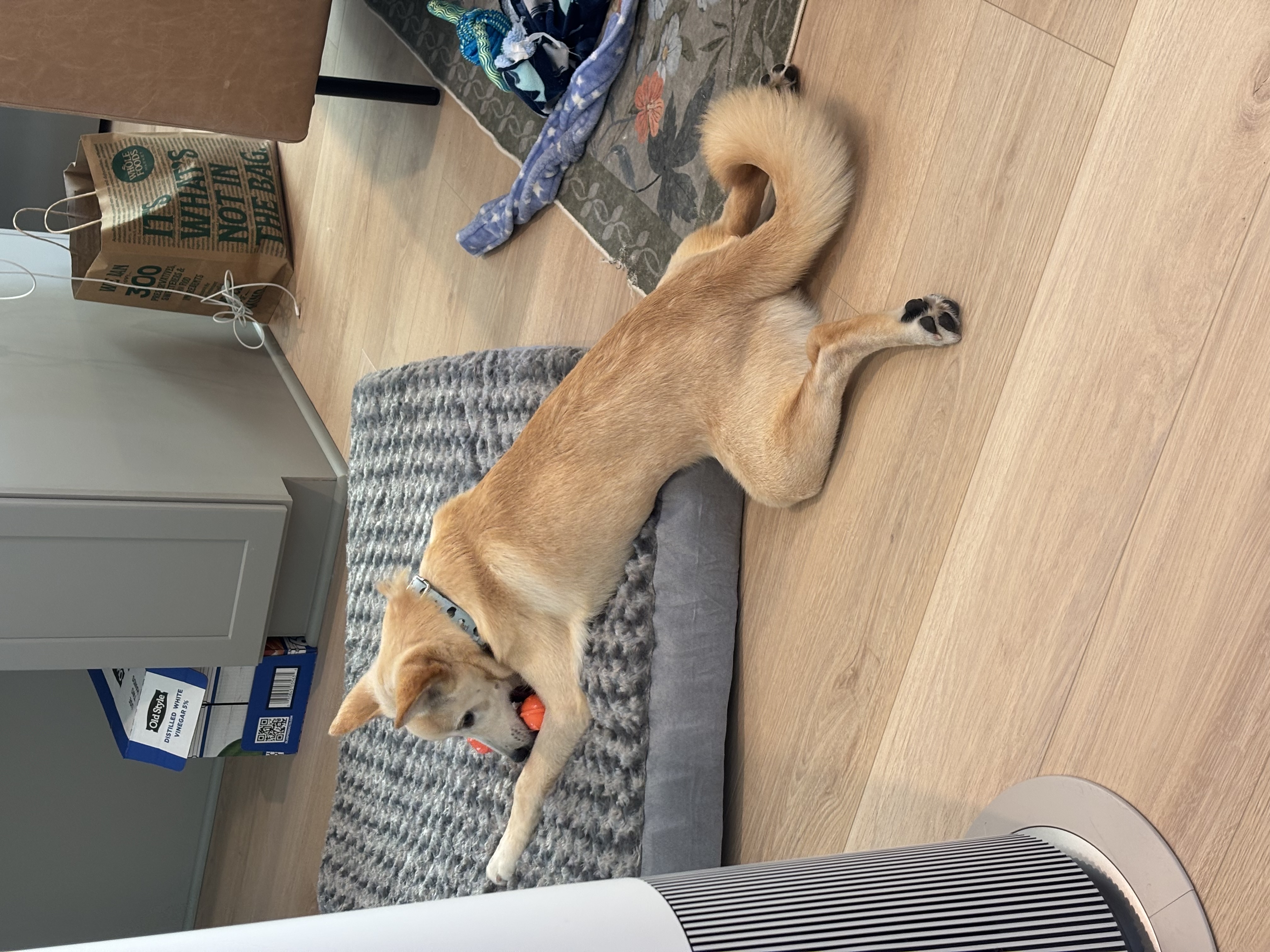 [해외입양] 미국 워싱턴에서 전해온 '영돌이' 소식