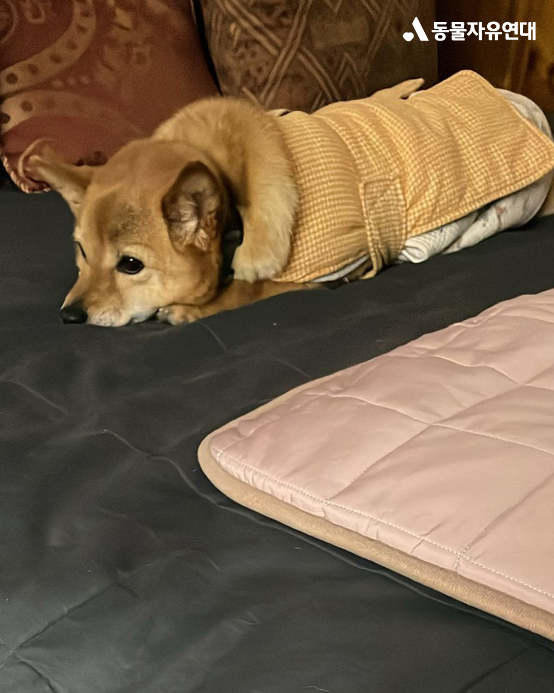 [해외입양] 캐나다 토론토에서 가족을 만난 '아장이'