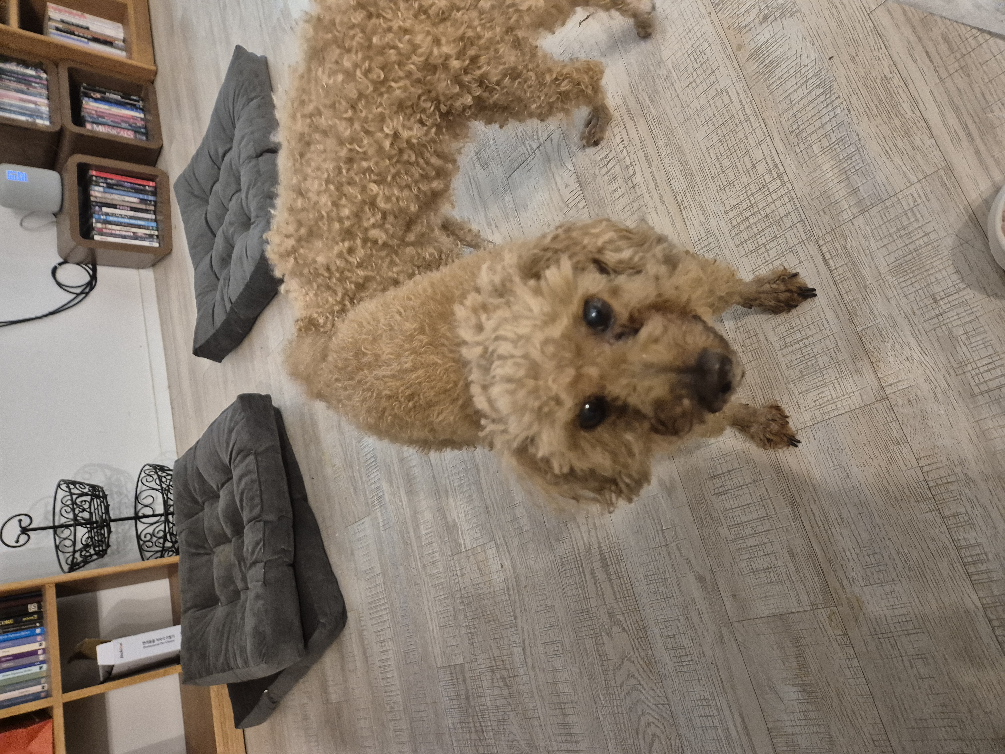 해랑이와 배순이