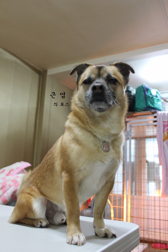 사무실아가들(멍멍)-⑧