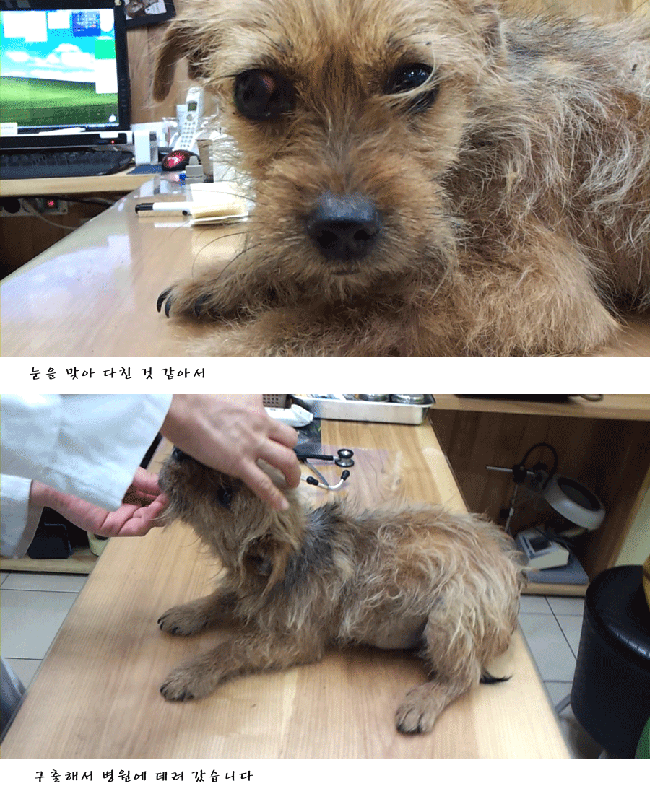 좋은일이 있을꺼야 또르 