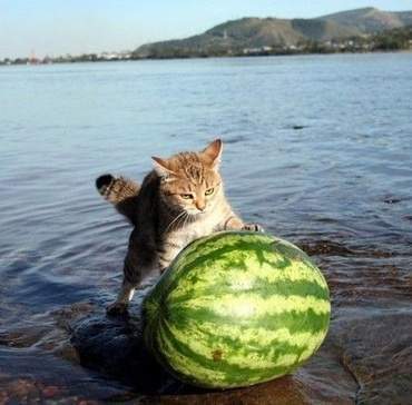 아 덥네요. 수박 사왔습니다. 나눠 드세요^^