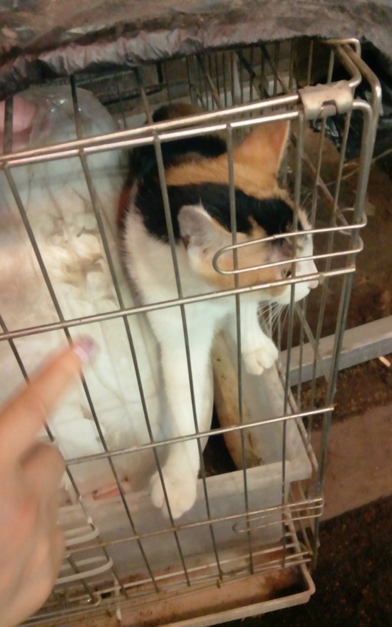 케이지 방치된 고양이 관련 도움을 청합니다