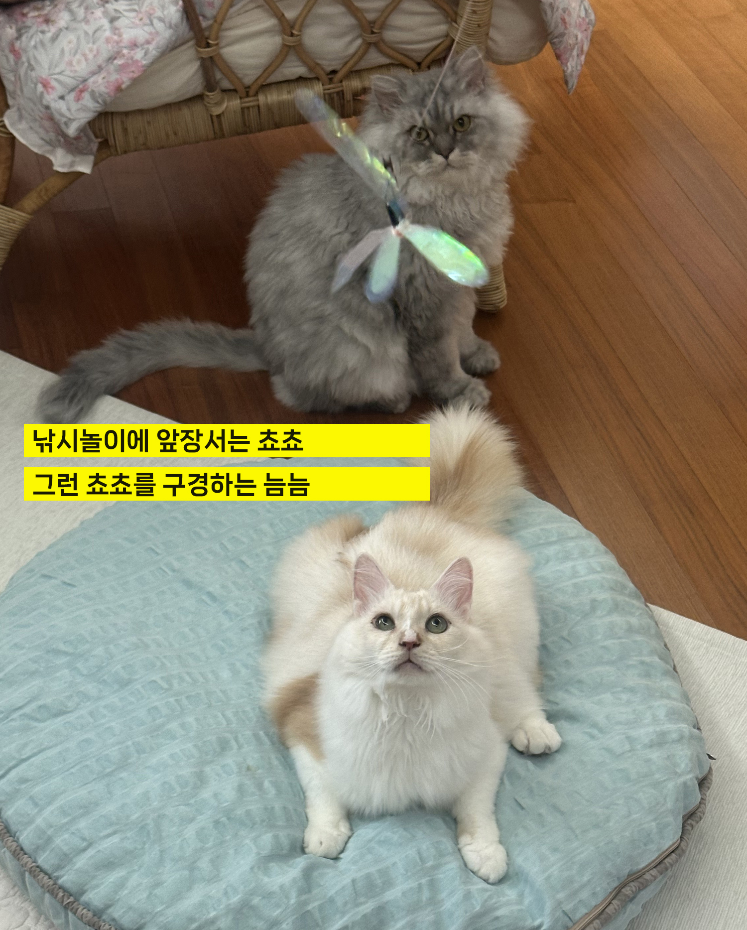 늠늠회장과 쵸쵸베비의 반년~