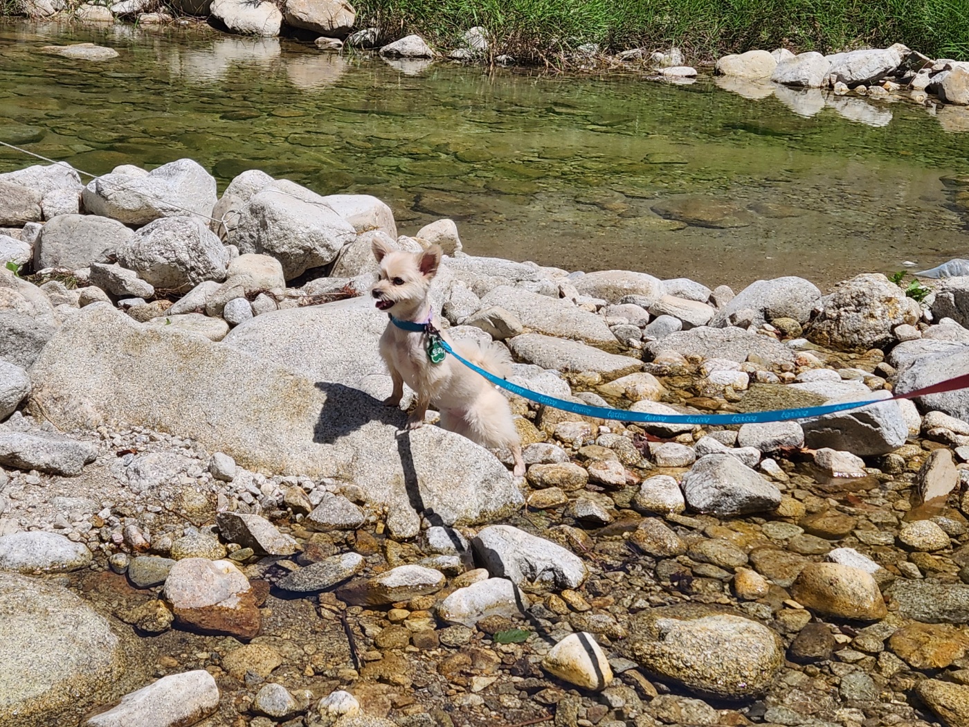 토리(소이)와 가족이 된지 3년이 되었어요:)