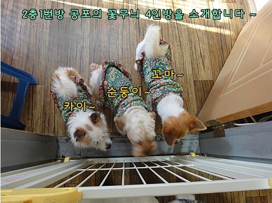 요 꽃무늬 옷들도 예전에 보내주신게 맞지요?
