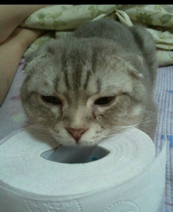 고양이가 집을 나갔어요~~ 