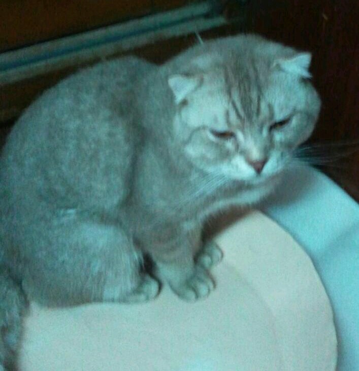 고양이가 집을 나갔어요~~ 