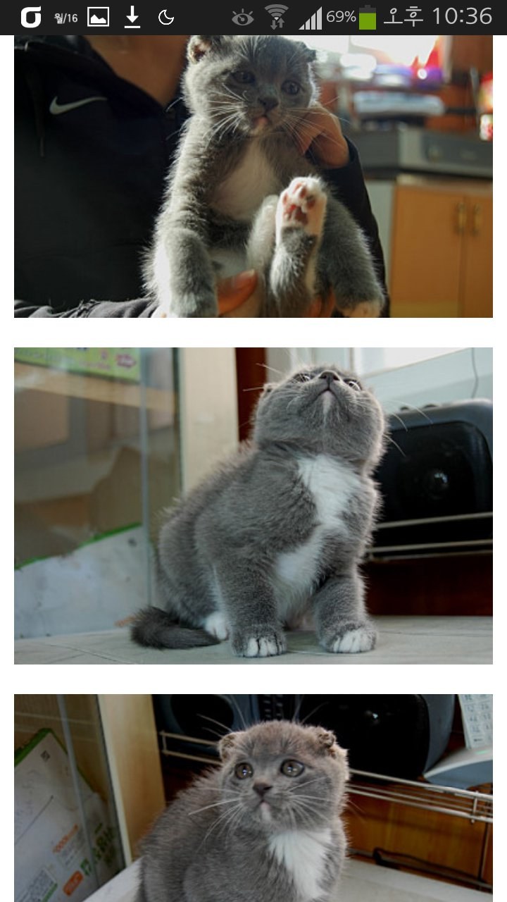 고양이 귀를 잘라 스코티쉬폴드라고 속이고 분양하는 사람이 있네요..