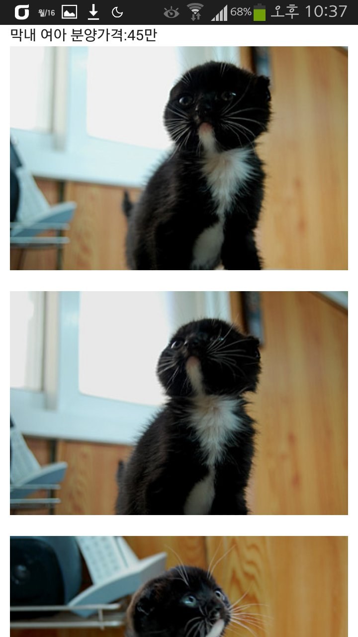 고양이 귀를 잘라 스코티쉬폴드라고 속이고 분양하는 사람이 있네요..