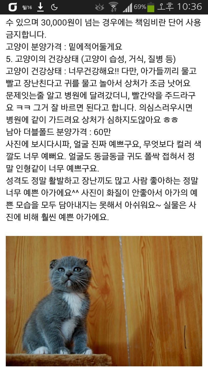 고양이 귀를 잘라 스코티쉬폴드라고 속이고 분양하는 사람이 있네요..