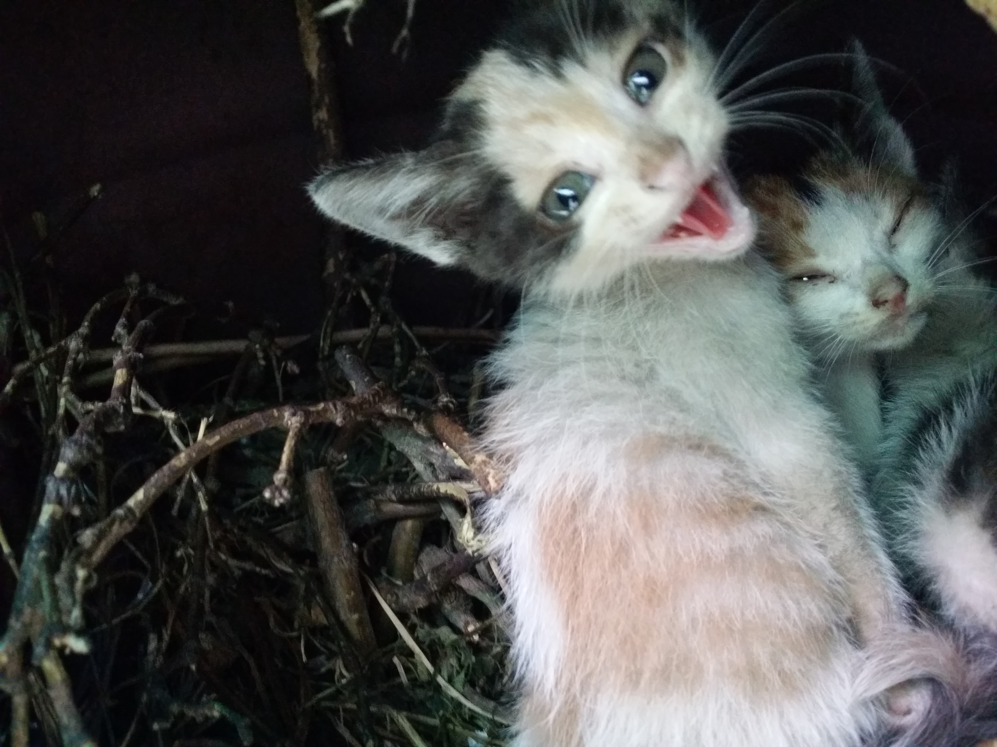 길고양이 새끼 조언