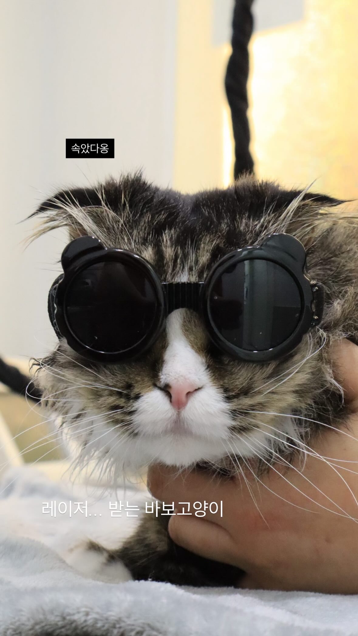 버터 입양 3개월차 후기(늦어서 정말 죄송합니다..)