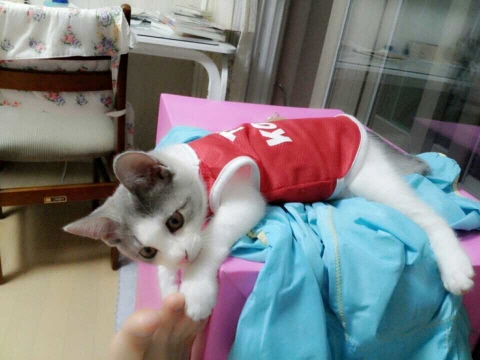 길에서 만난인연 , 아기냥 소식 올려 봅니다.