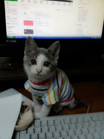 길에서 만난인연 , 아기냥 소식 올려 봅니다.