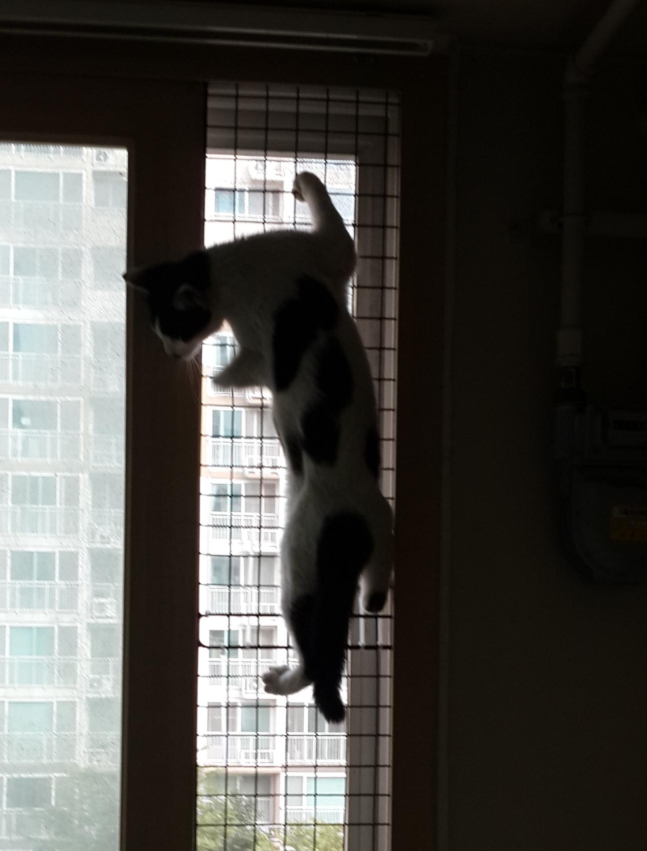 다친길고양이구조후