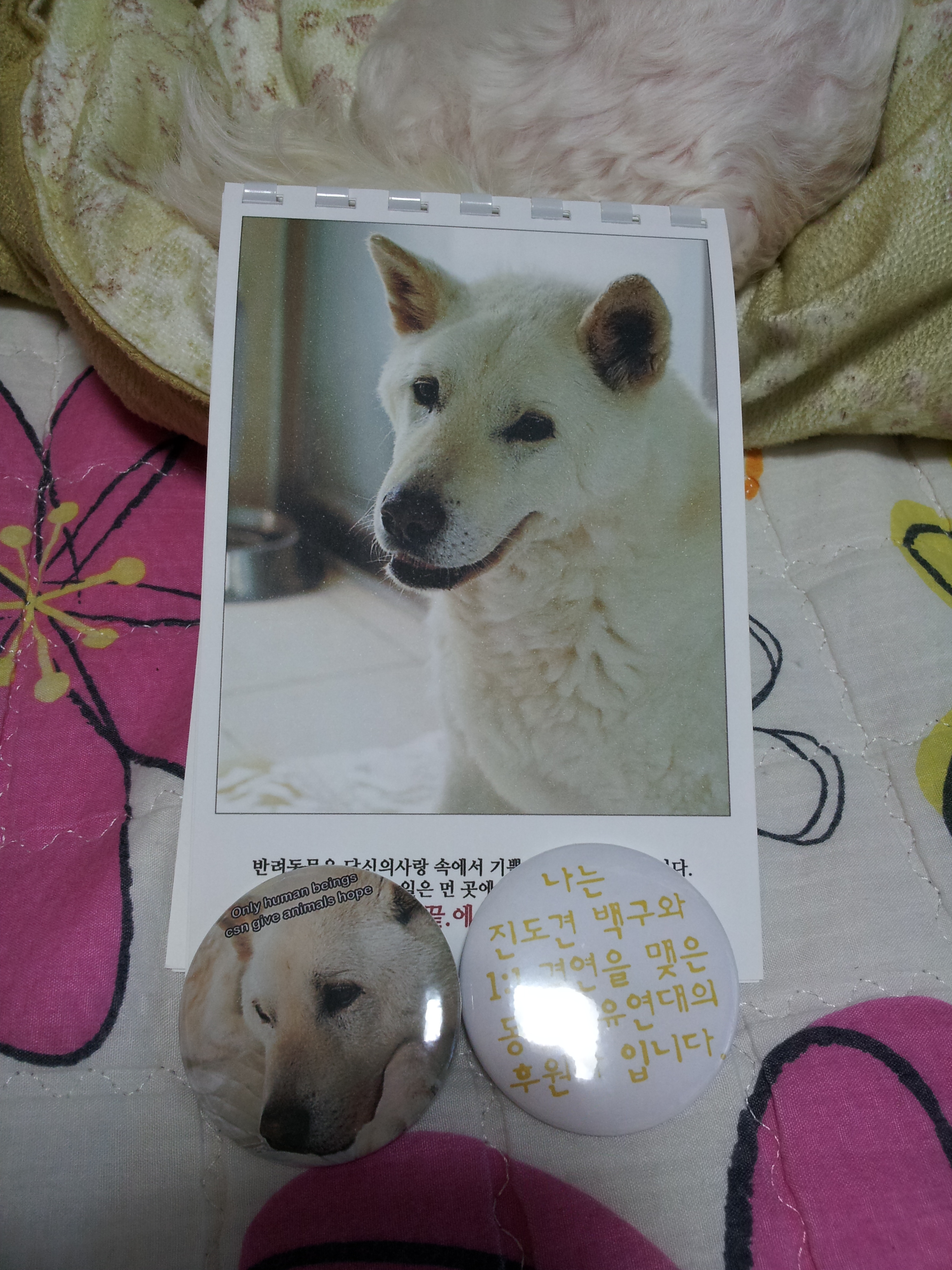 백구 사진 잘 받았어요. 감사합니다.