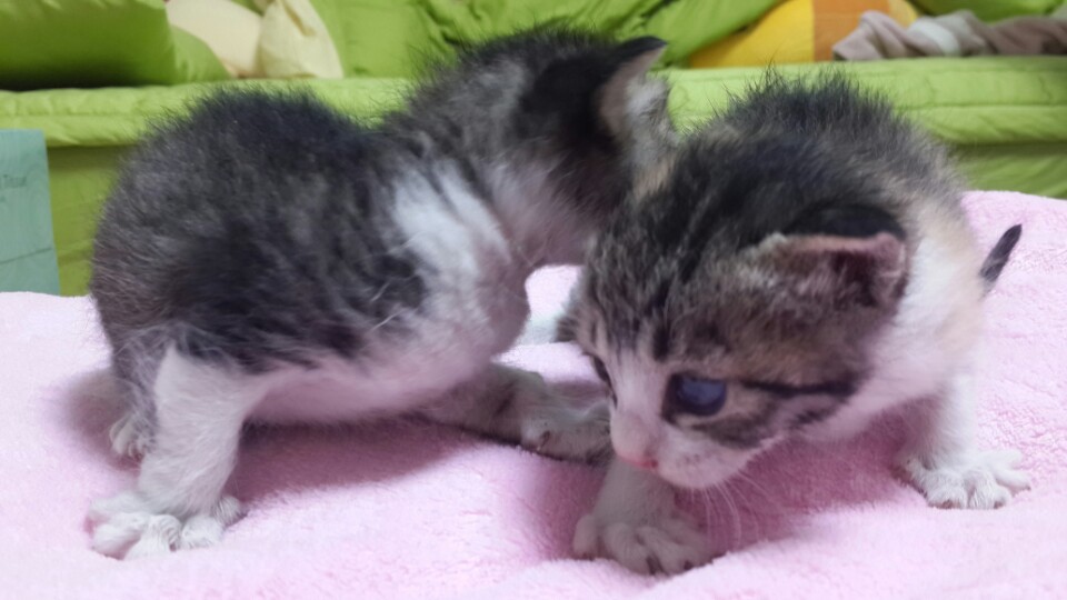 아공.. 고양이2마리를 주워왔는데요.. 