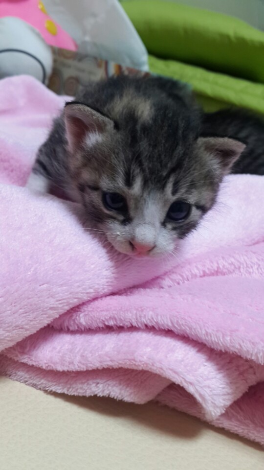 아공.. 고양이2마리를 주워왔는데요.. 