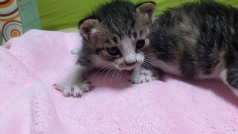 아공.. 고양이2마리를 주워왔는데요.. 