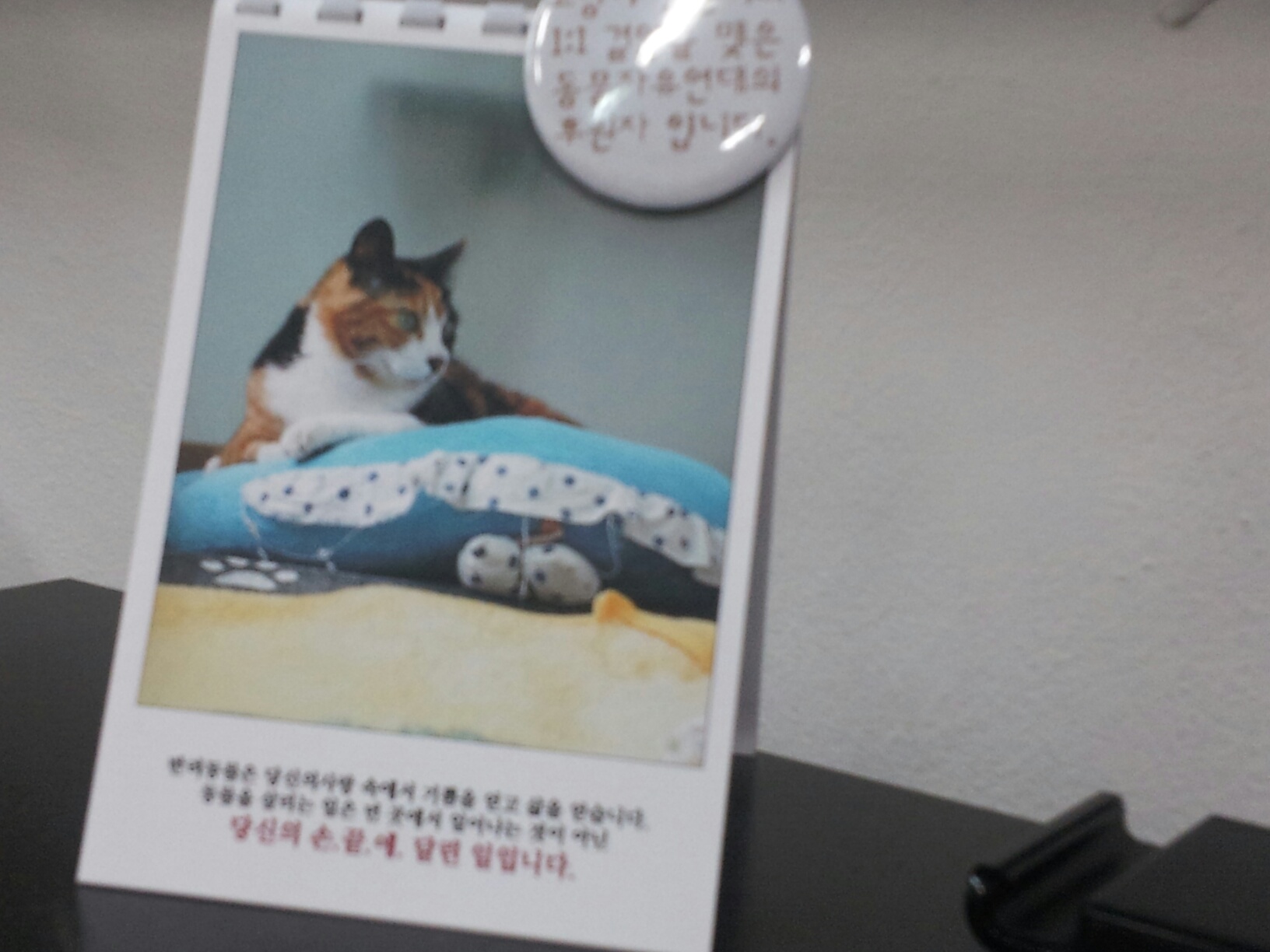 냥순이 사진첩 잘받았습니다