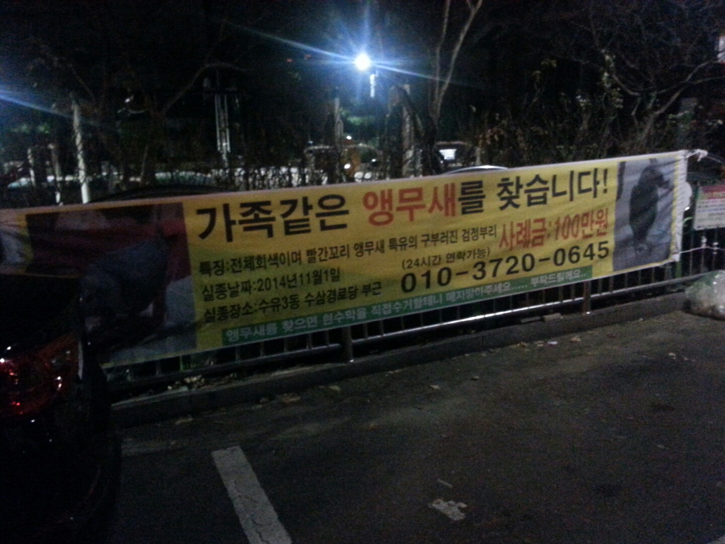 ♡서울 강북구 수유3동 회색앵무새 찾아요!!ㅜㅜ♡