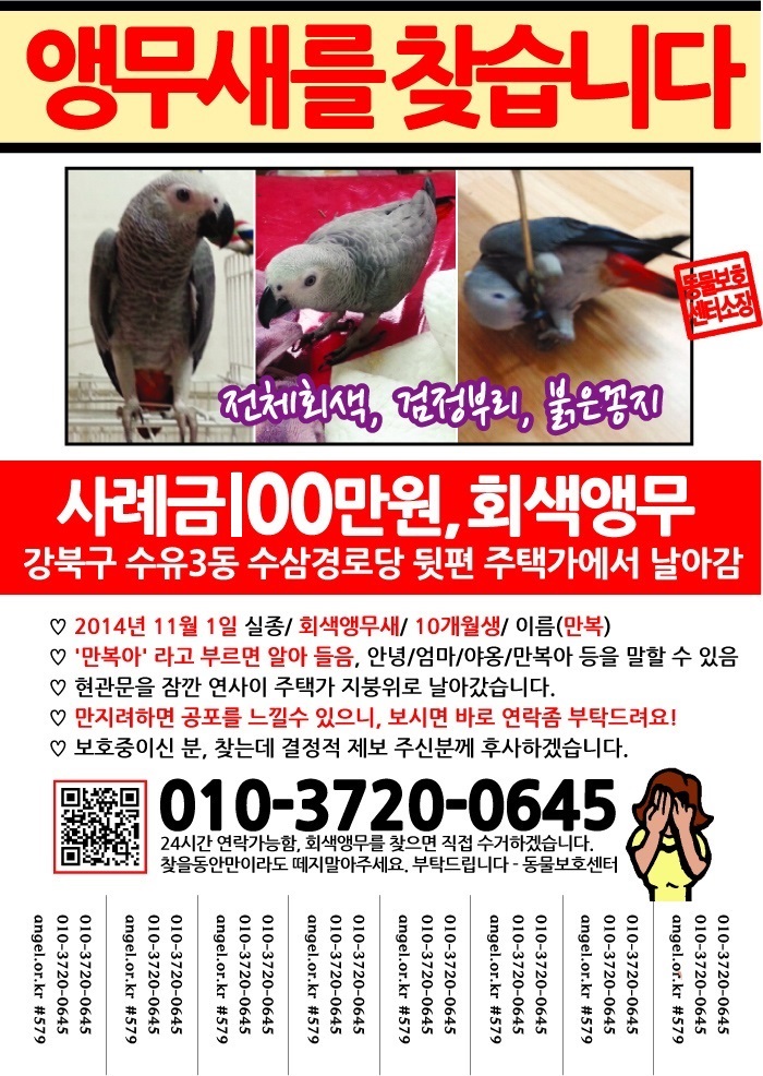 ♡서울 강북구 수유3동 회색앵무새 찾아요!!ㅜㅜ♡