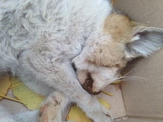 일산 ㅎ마을 고양이 학살
