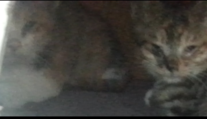 애꾸눈  길냥이 가족 도와주세요!!!!!!!!!!!