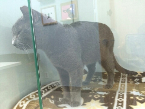 귀가 커팅된 러블아가  `그래` 오늘 진료 후 입원했습니다